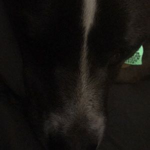 Meet your Posher, Monica